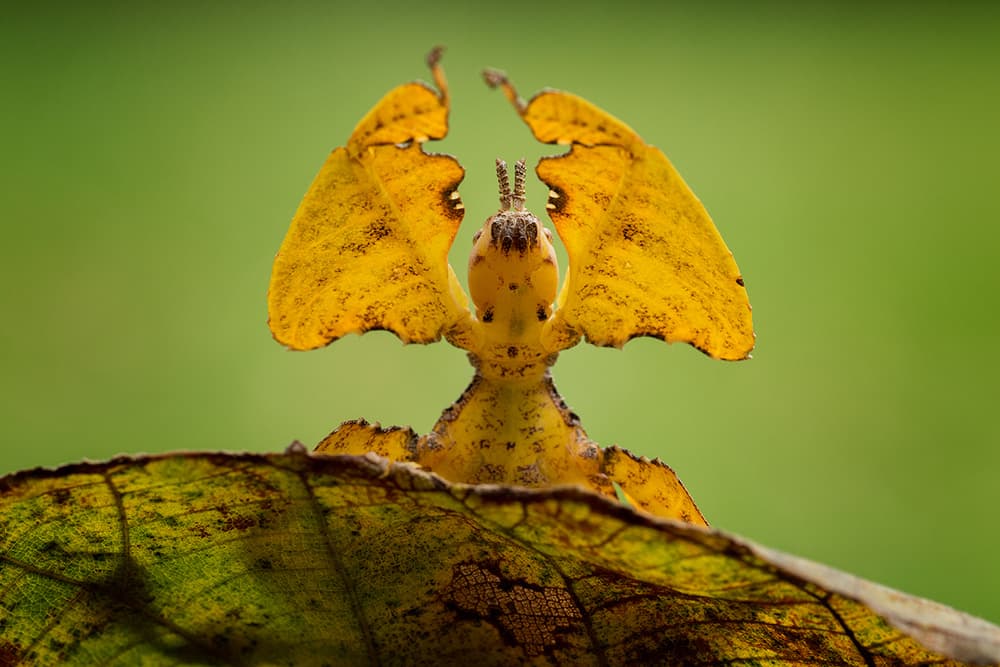 Golden Leaf Insect by Hendy Mp — canvas wall art