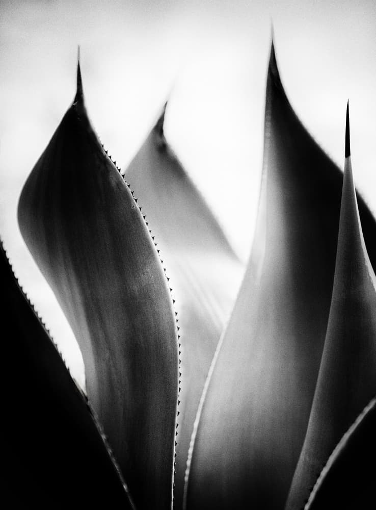 Monochrome Agave Spikes by NanZ — canvas wall art
