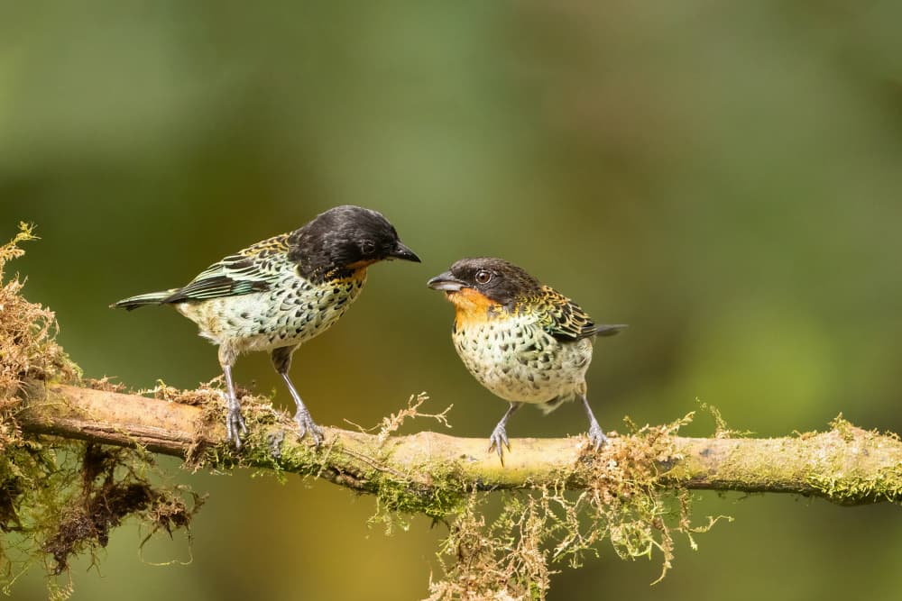 Tropical Bird Pair by Bill Lu — canvas wall art