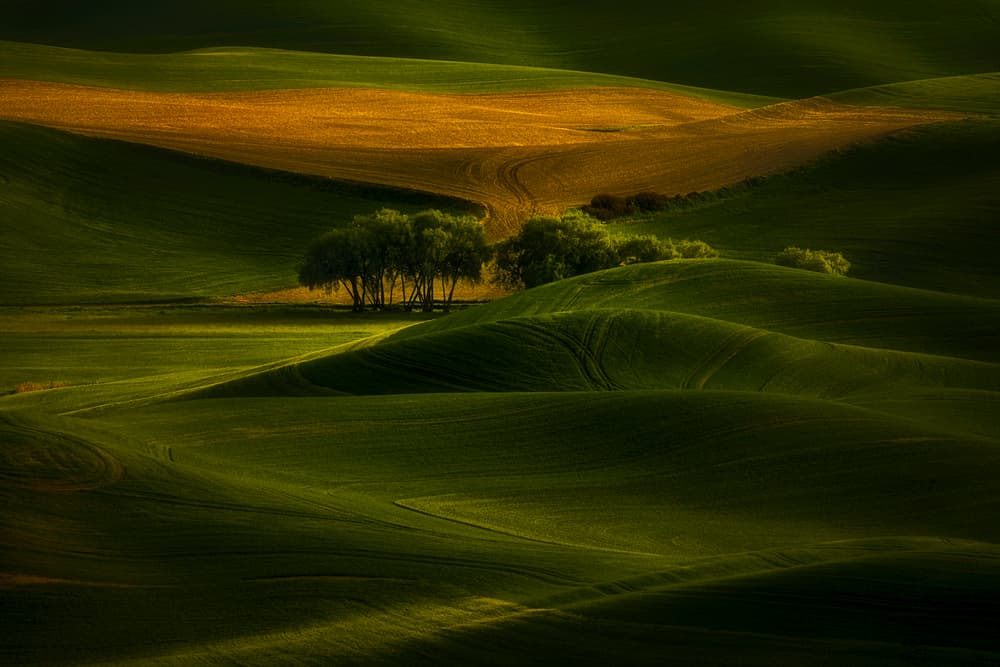 Sunlit Rolling Fields by Lydia Jacobs — canvas wall art