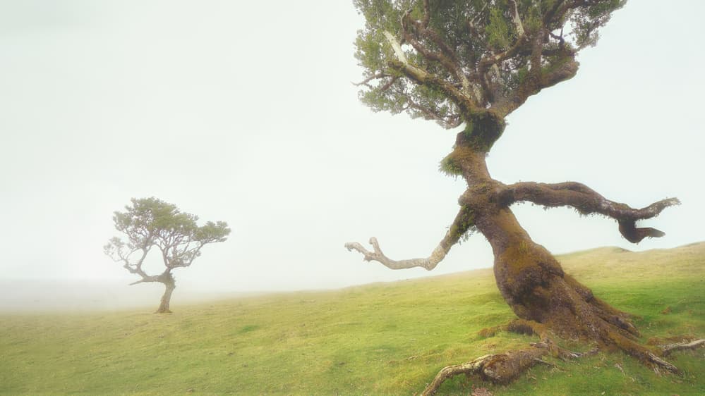 Twisted Trees In Fog by Manuel Ponce Luque — canvas wall art