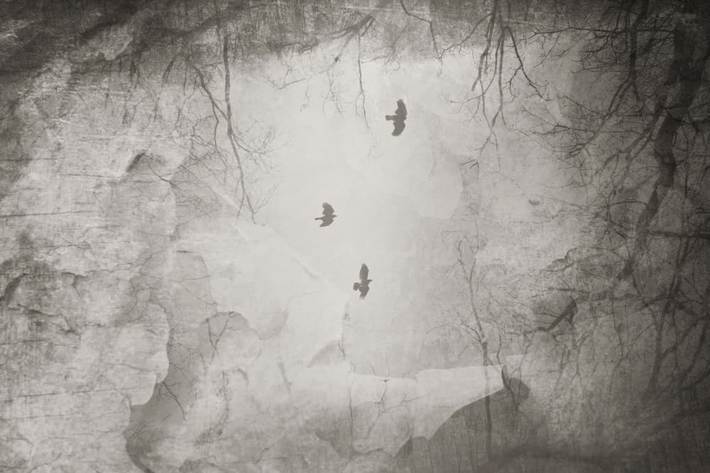 Ethereal Birds Winter Flight by Daniela Riegler — canvas wall art