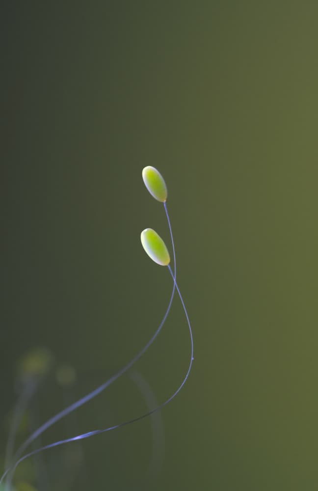 Delicate Green Growth by Summer2016 — canvas wall art