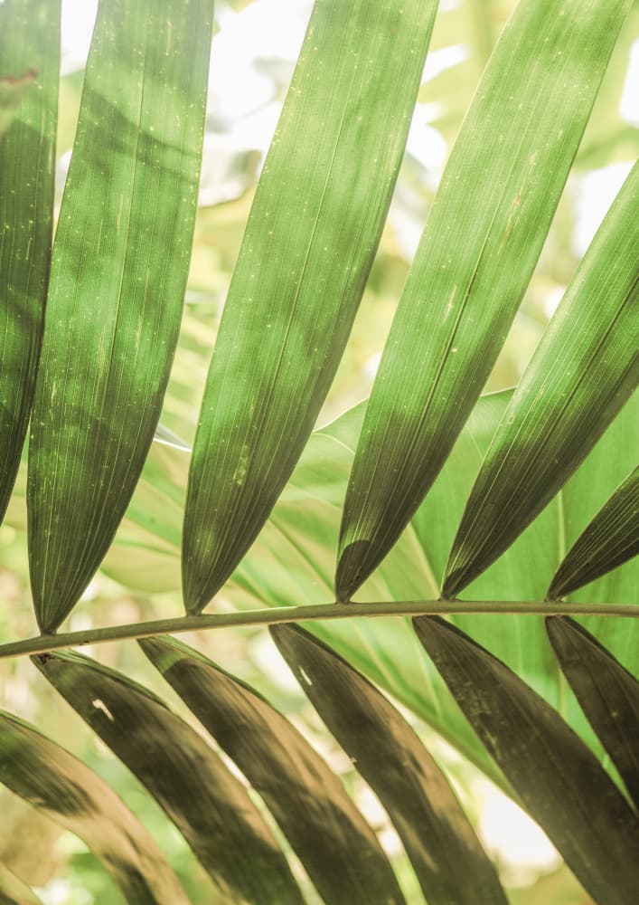 Beauty Of Palm Leaves by Shot by Clint — canvas wall art