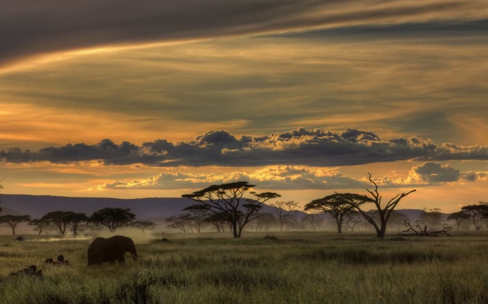 African Elephant Sunset by Amnon Eichelberg — canvas wall art