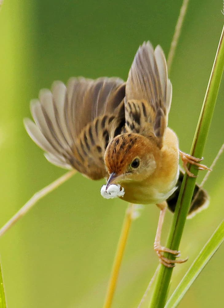 Bird Gathering Nest Material by Angela Muliani Hartojo — canvas wall art