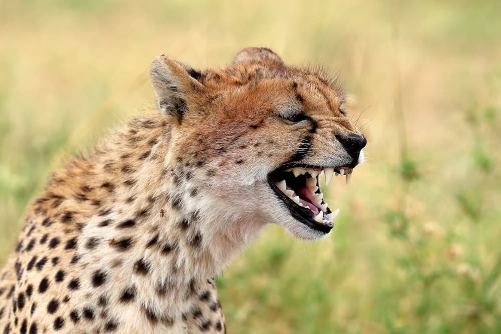 Wild Cheetah Snarl by Nicolás Merino — canvas wall art