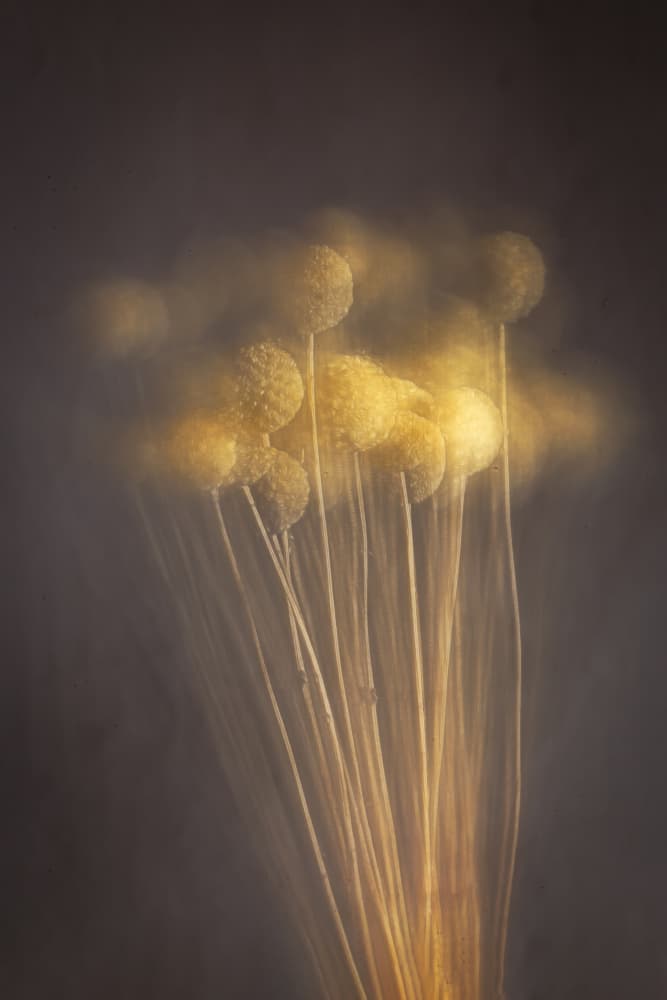 Soft Golden Stems by Cicek Kiral — canvas wall art