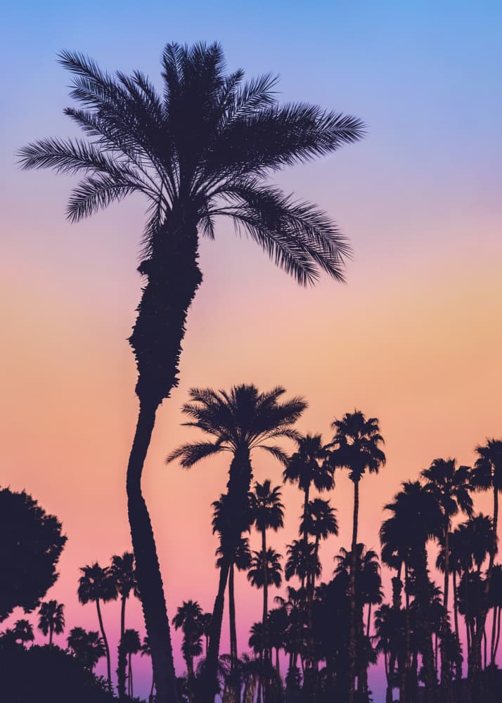 Vibrant Palm Sunset by Tim Mossholder — canvas wall art