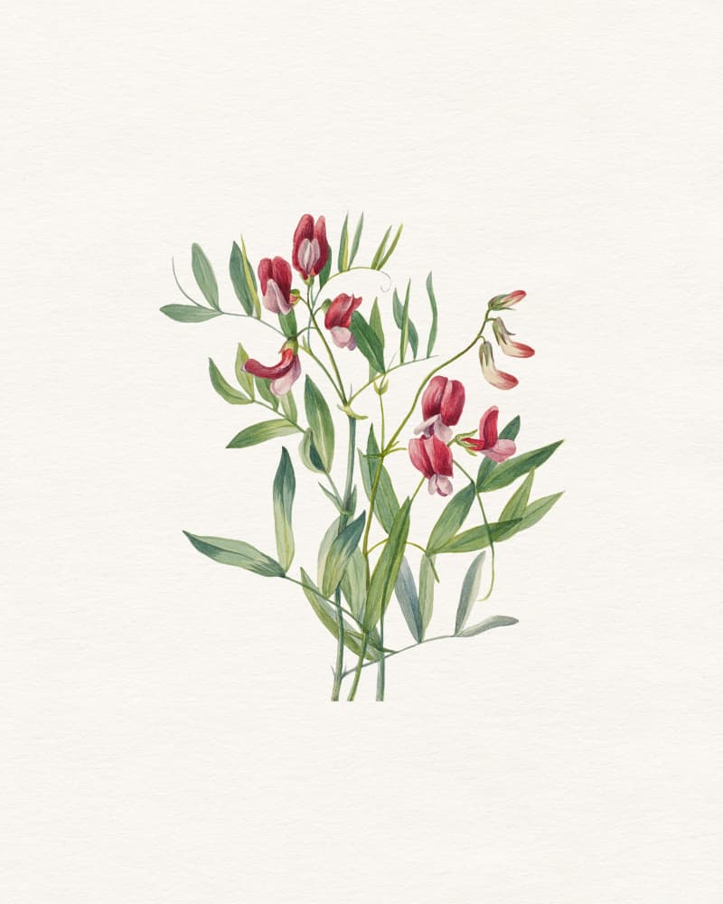 Vibrant Sweet Pea by Wild Violets — canvas wall art