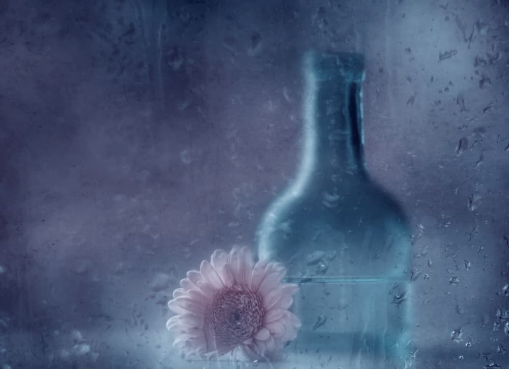 Dreamy Rainy Gerbera by Delphine Devos — canvas wall art