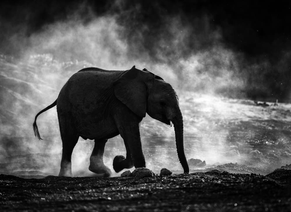 Dusty Elephant Calf by Jaco Marx — canvas wall art
