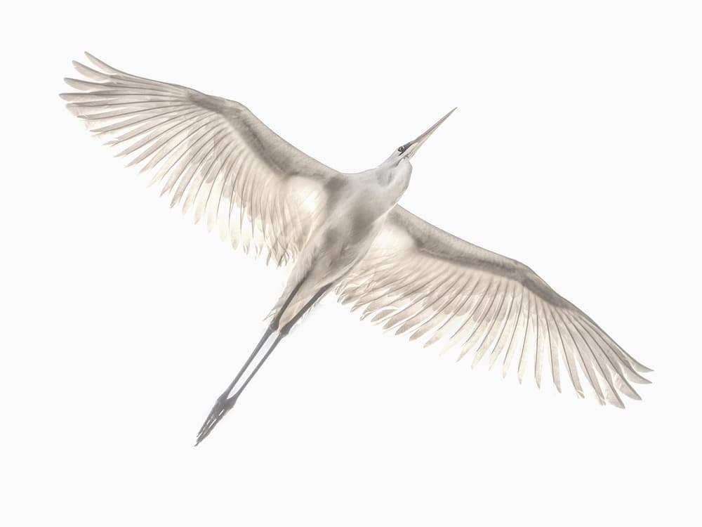 Graceful Egret In Flight by Keren Or — canvas wall art