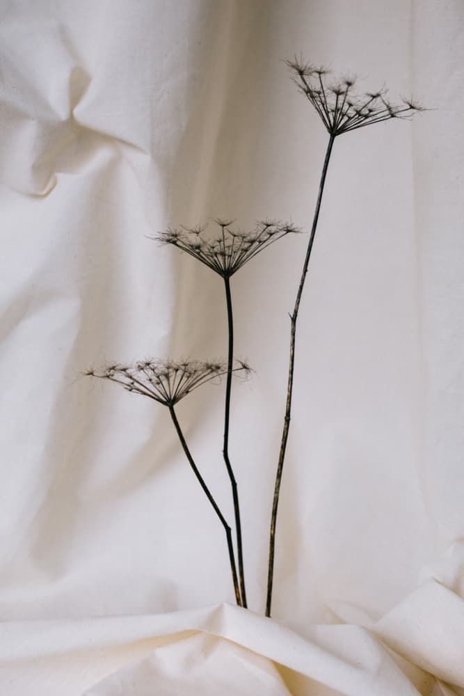 Soft Dried Botanicals by Masha Bakker Matijevic — canvas wall art