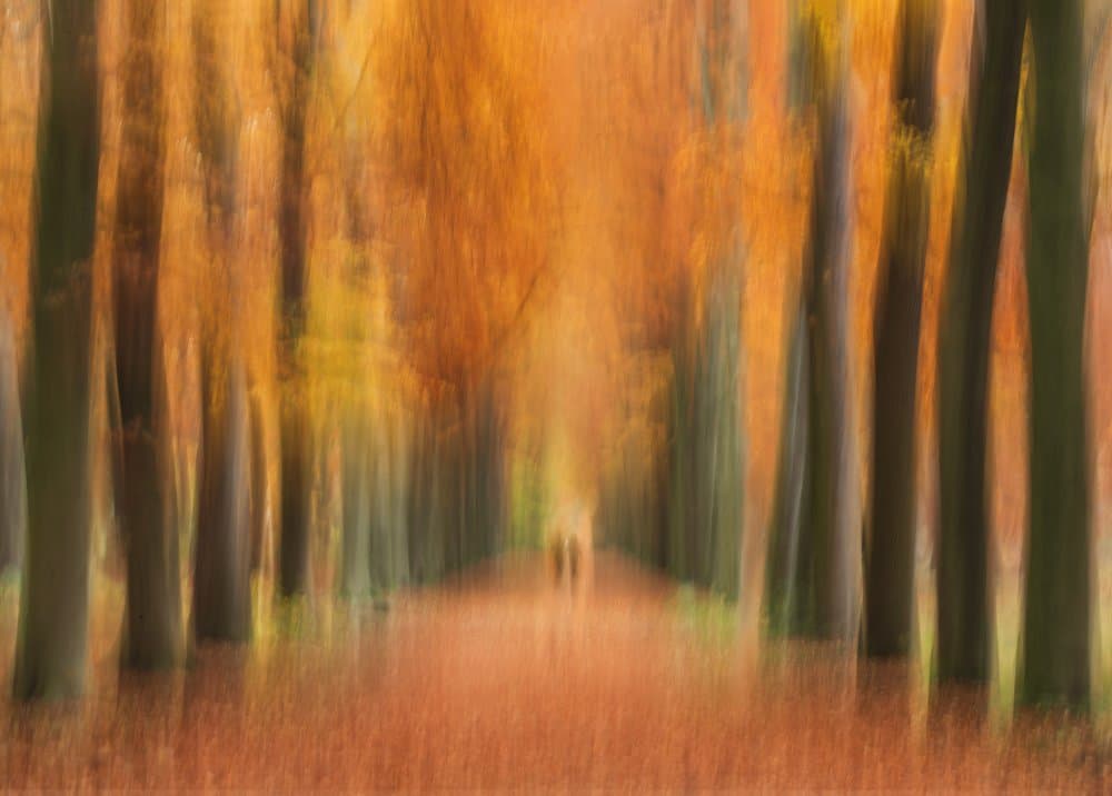 Abstract Autumn Forest Path by Liliane Lathouwers — canvas wall art