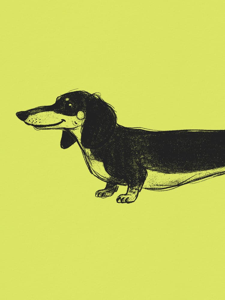 Happy Black Dachshund by Andreas Magnusson — canvas wall art
