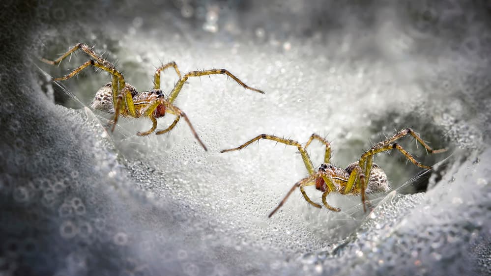 Spiders in Dewy Web by Fauzan Maududdin — canvas wall art