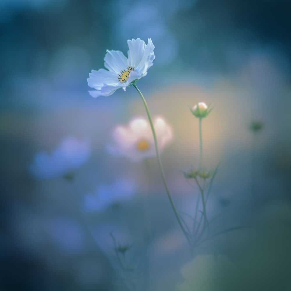 Dreamy White Cosmos by Miyako Koumura — canvas wall art