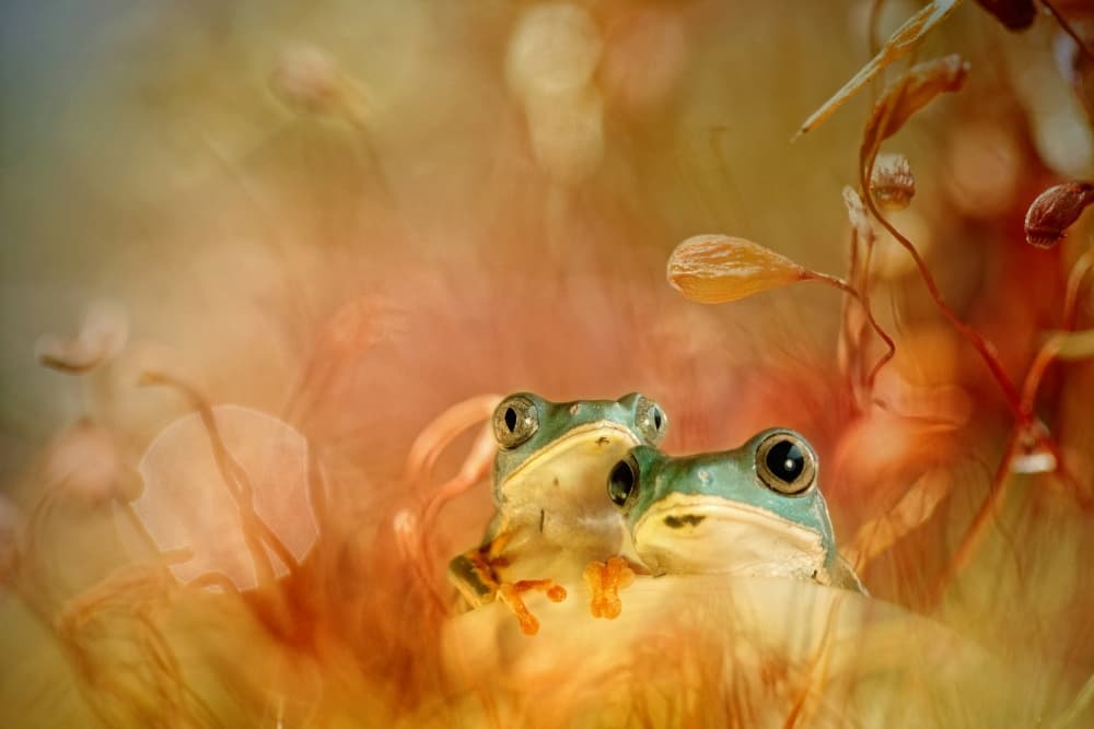 Forest Frogs Peeking by Wil Mijer — canvas wall art