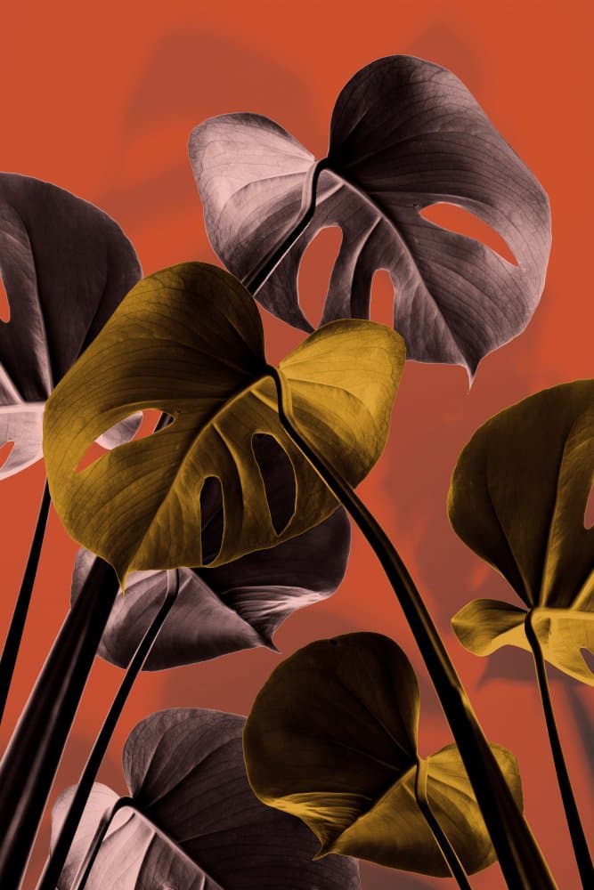 Golden Monstera Foliage by Pictufy Studio III — canvas wall art