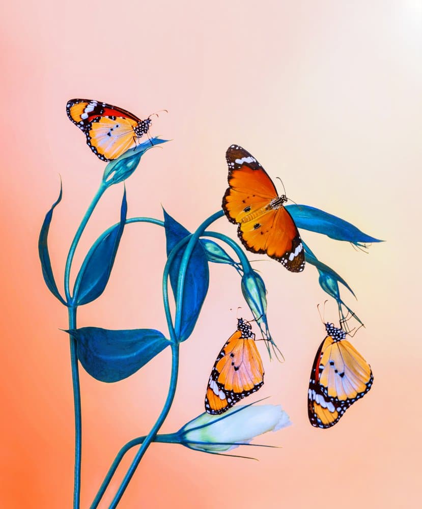 Orange Butterflies Blue Blooms by Mustafa öztürk — canvas wall art