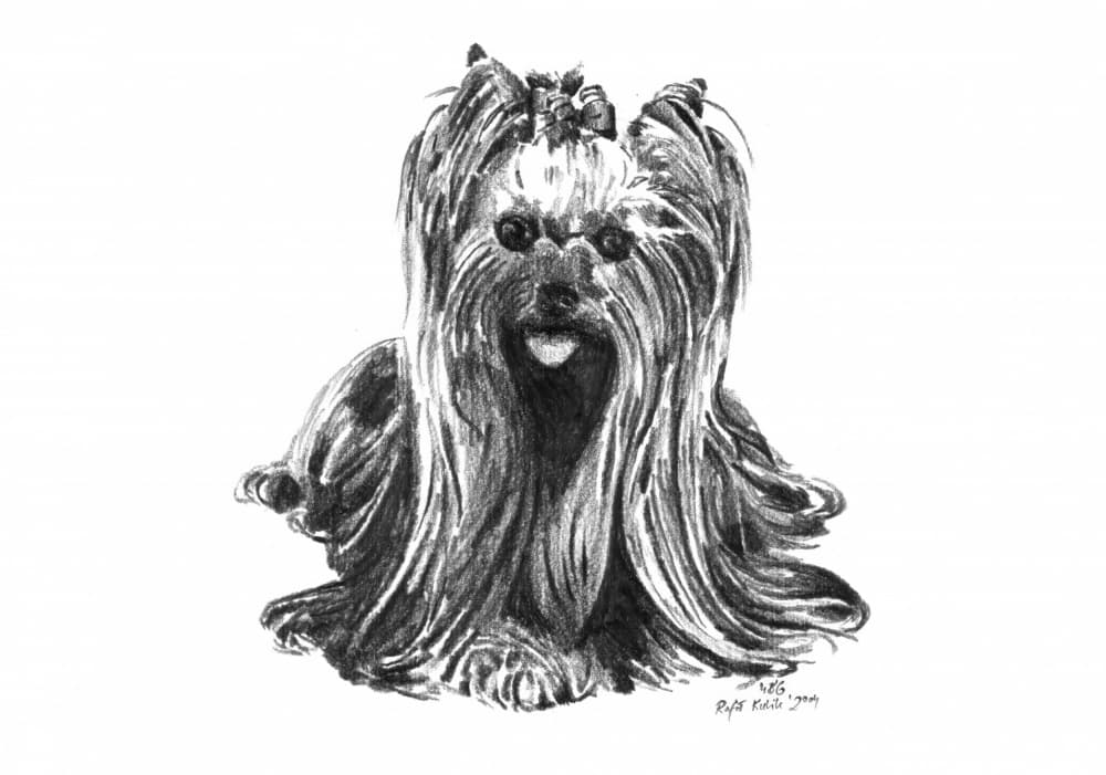 Cute Yorkie Drawing by Kulik — canvas wall art