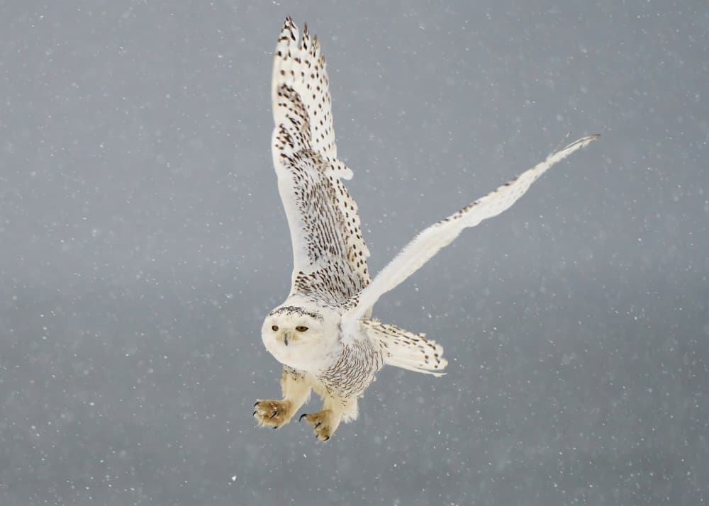 Snowy Owl in Flight by Johnny Chen — canvas wall art