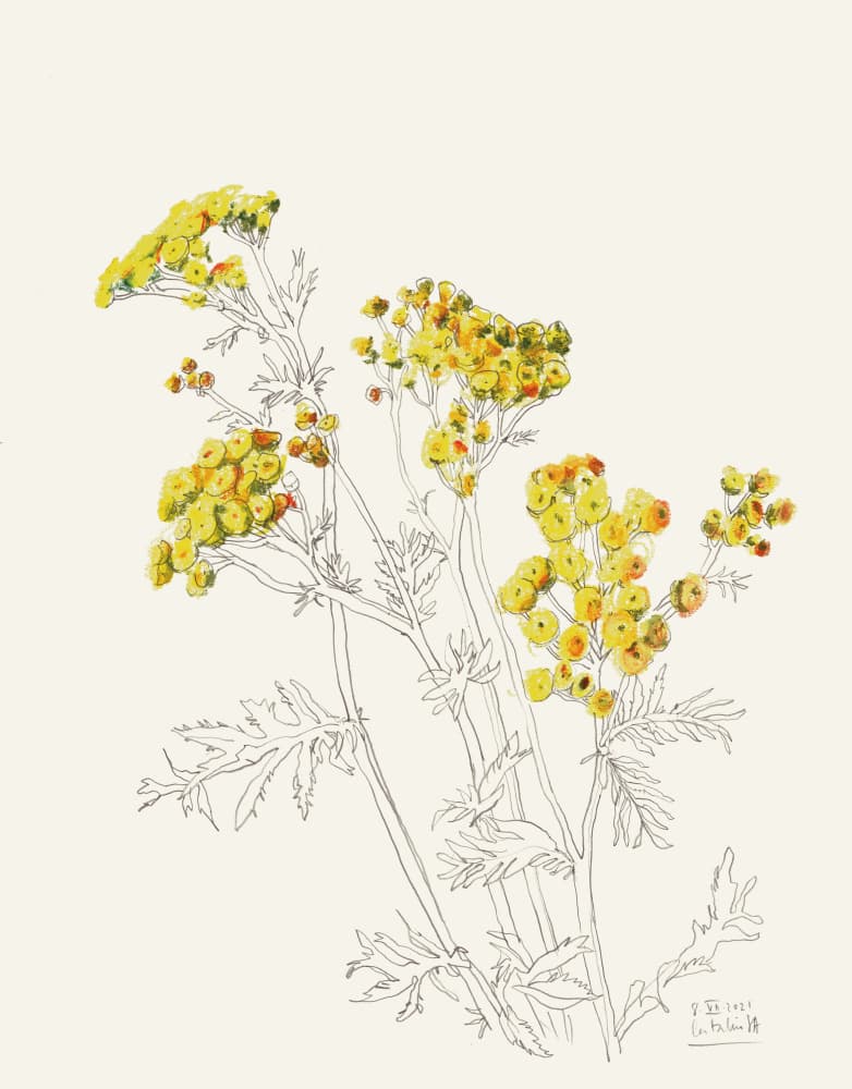 Delicate Yellow Blooms