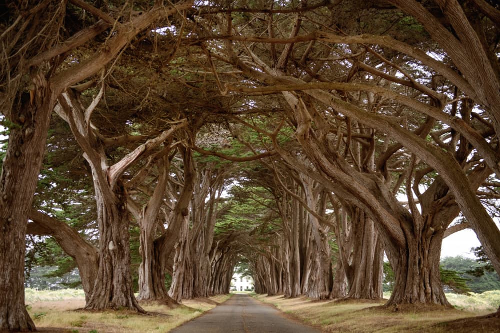 Cypress Tree Tunnel by Crystal Lynn Collins — canvas wall art