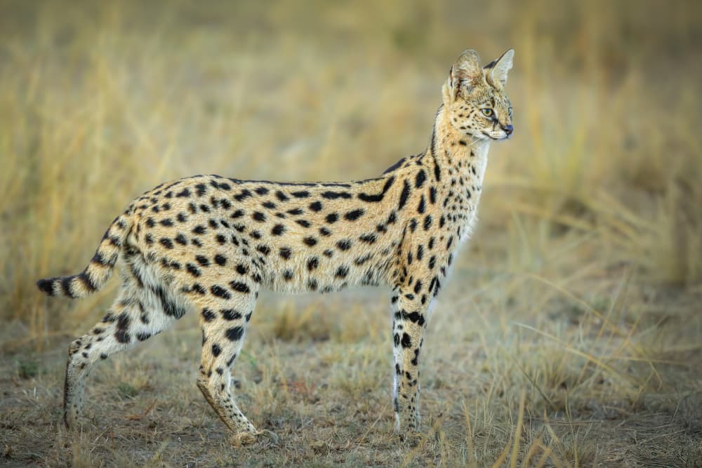 Graceful African Serval by Jeffrey C. Sink — canvas wall art