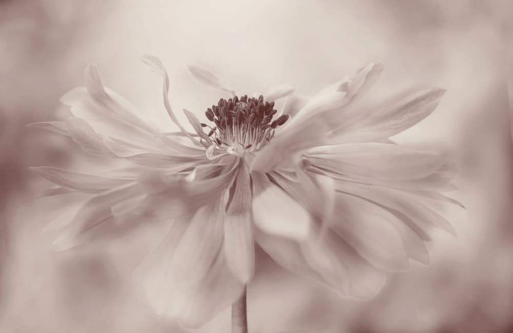 Delicate Sepia Flower by Jacky Parker — canvas wall art