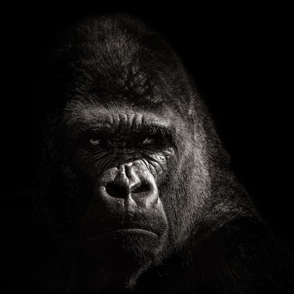 Intense Silverback Portrait by Christian Meermann — canvas wall art