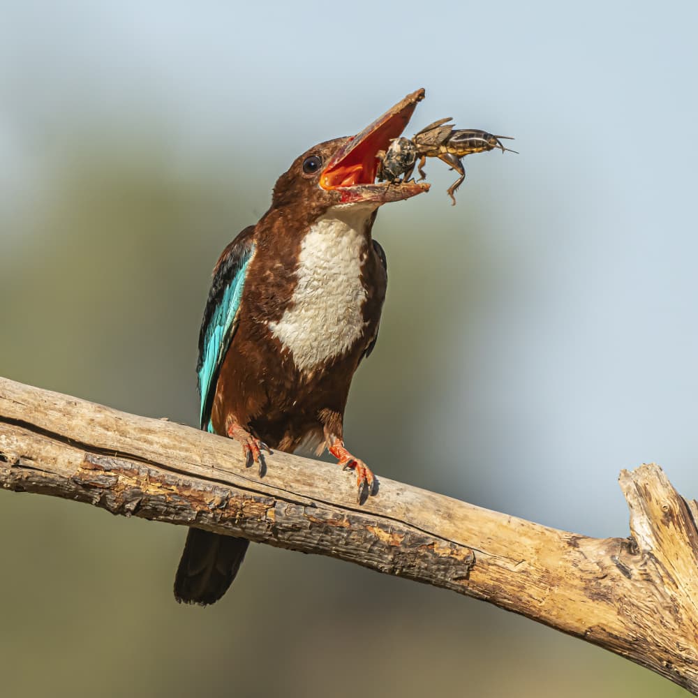 Kingfisher's Catch by Boris Lichtman — canvas wall art