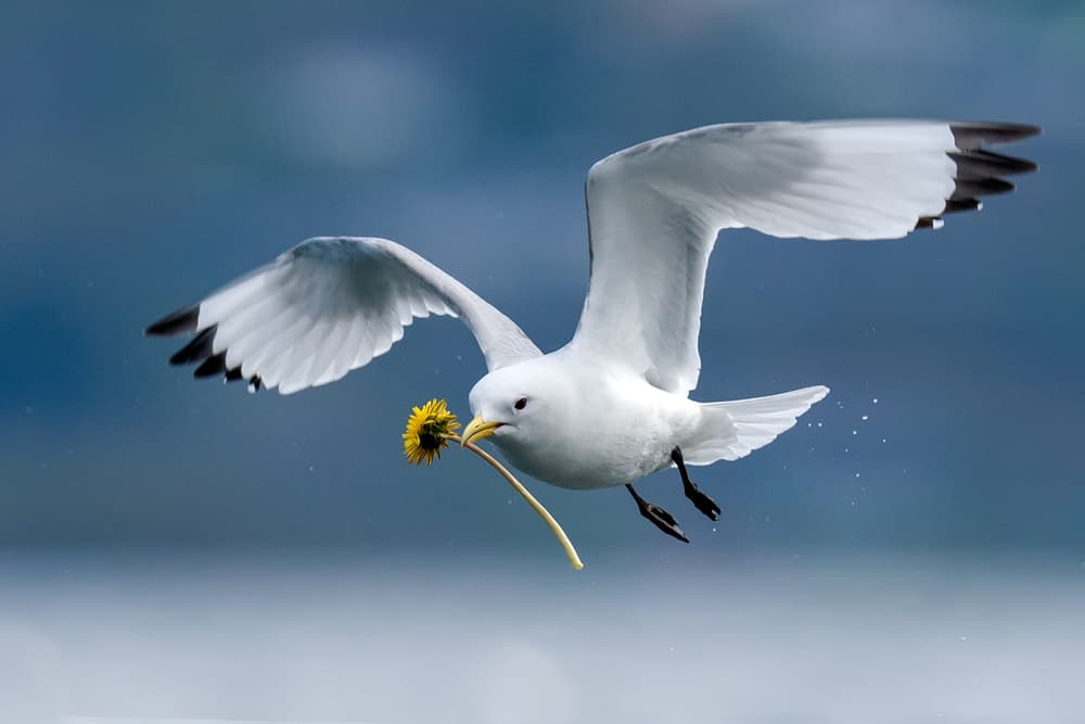 Flying Seagull Dandelion by The Jar - Geir Jartveit — canvas wall art