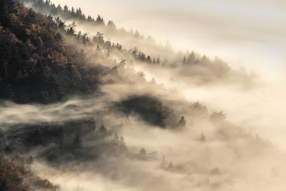 Golden Foggy Forest by Barré Thierry — canvas wall art