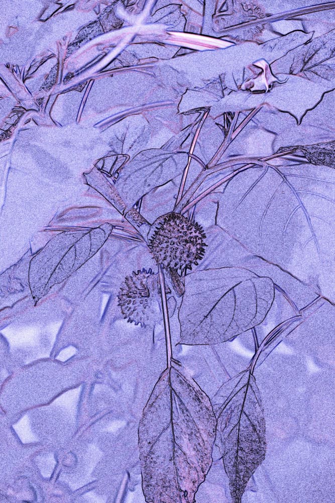 Dreamy Purple Botanical Sketch by Santhosh ch — canvas wall art
