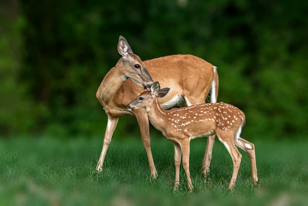 Gentle Deer Nuzzle by Jacob (Jian) Xu — canvas wall art