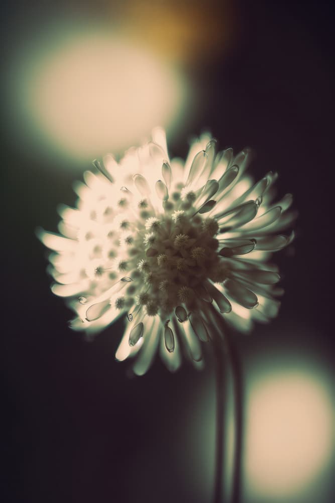 Ethereal Blossom by Treechild — canvas wall art