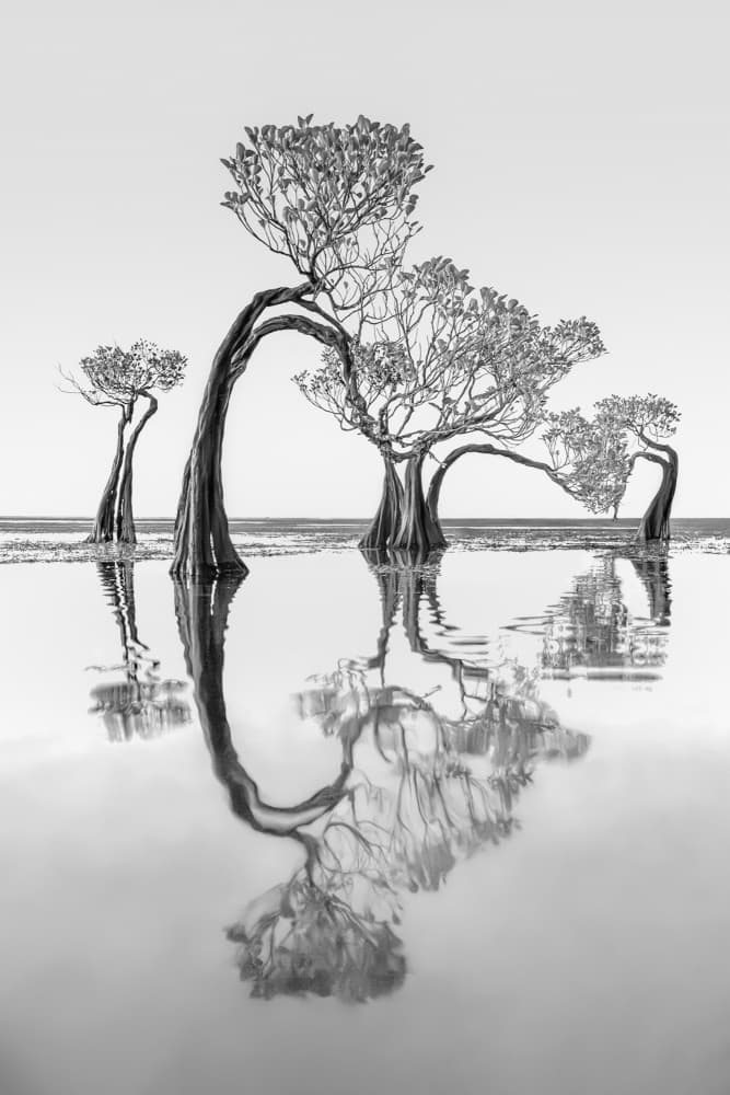 Monochrome Tree Reflections by Irene Wu — canvas wall art