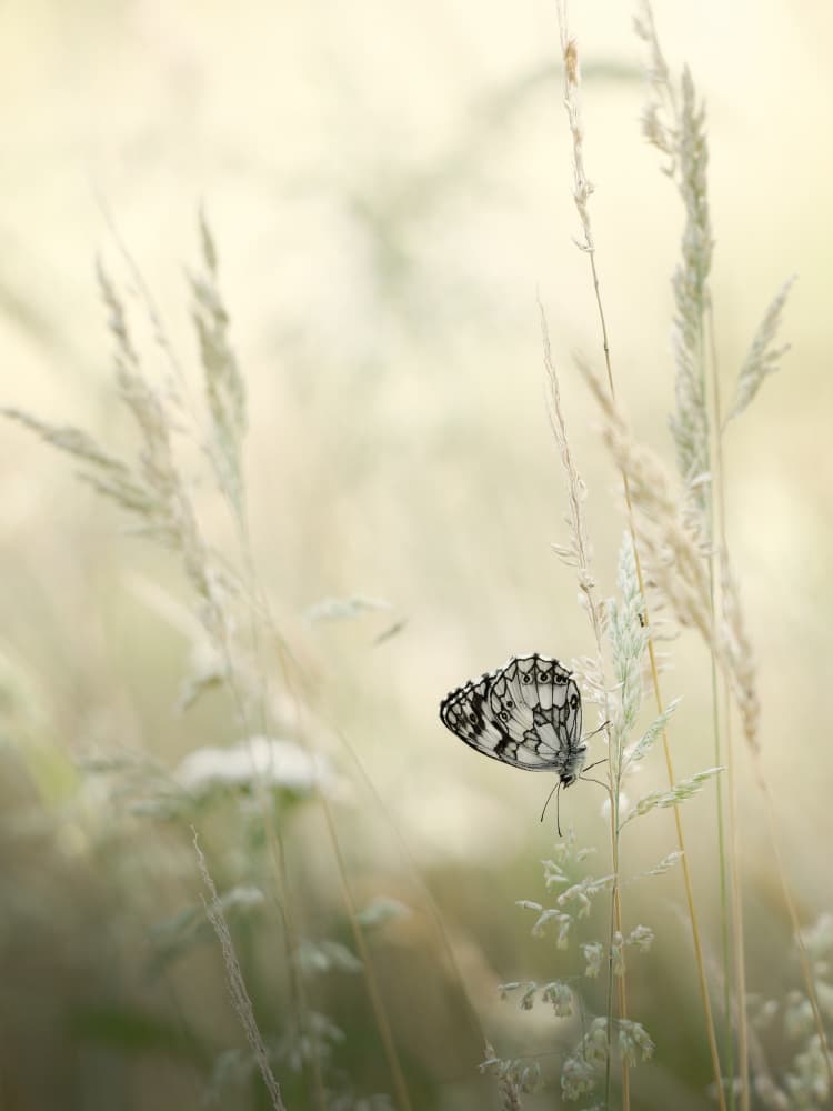 Delicate Meadow Butterfly by Cristiano Giani — canvas wall art
