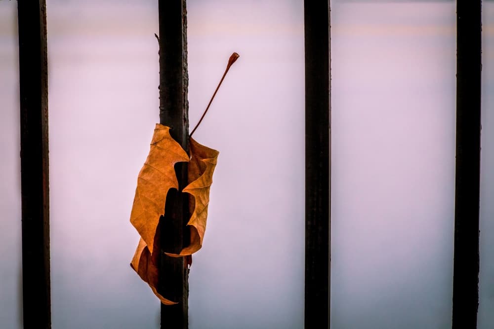 Lone Autumn Leaf by Andriy Vintonyak — canvas wall art