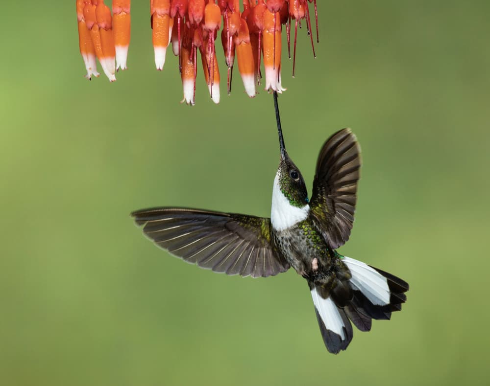 Hummingbird Nectar Flight by Amy Marques — canvas wall art