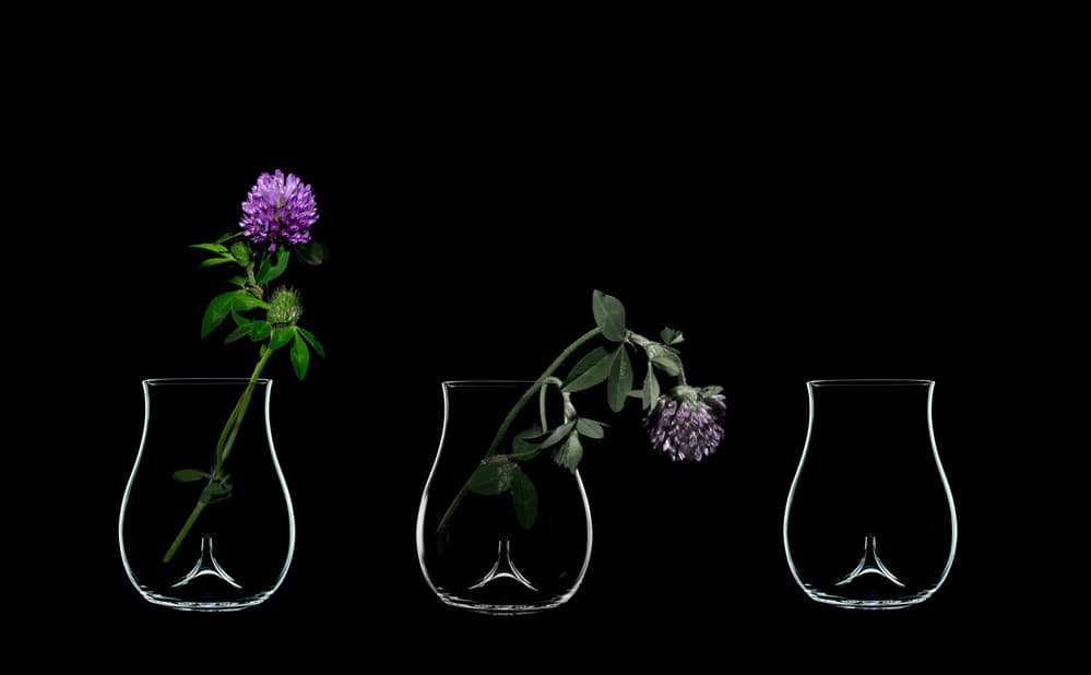 Clover Life Vases by NOB NOZA — canvas wall art