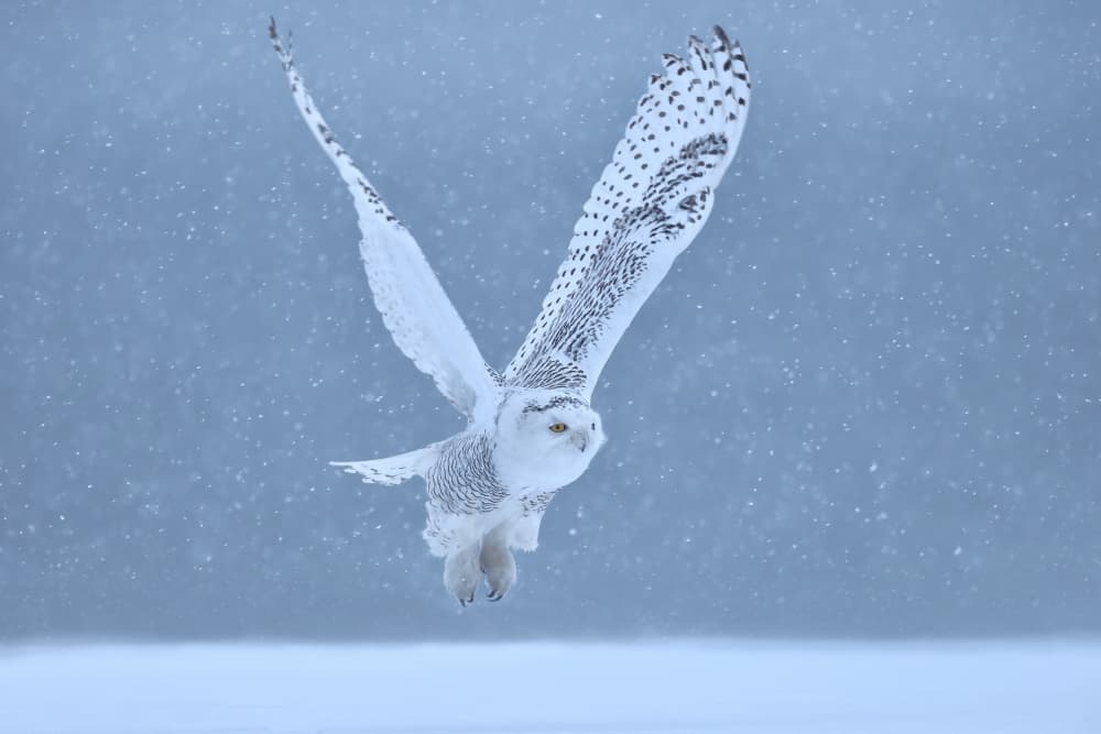 Snowy Owl Winter Flight by Gavin Lam — canvas wall art