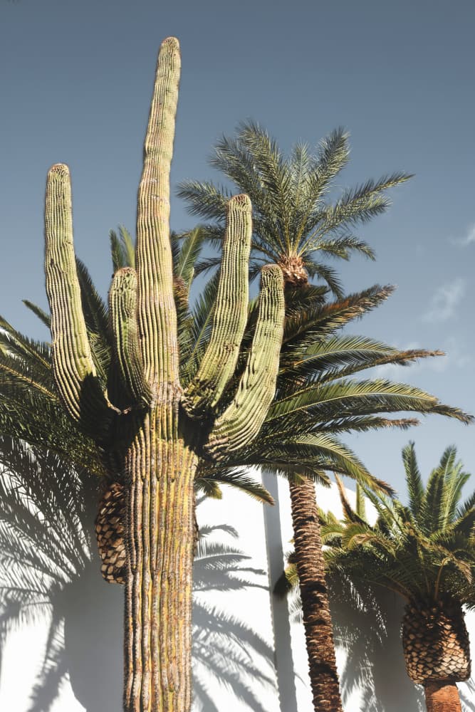 Desert Saguaro Palm Sky by Pictufy Studio III — canvas wall art
