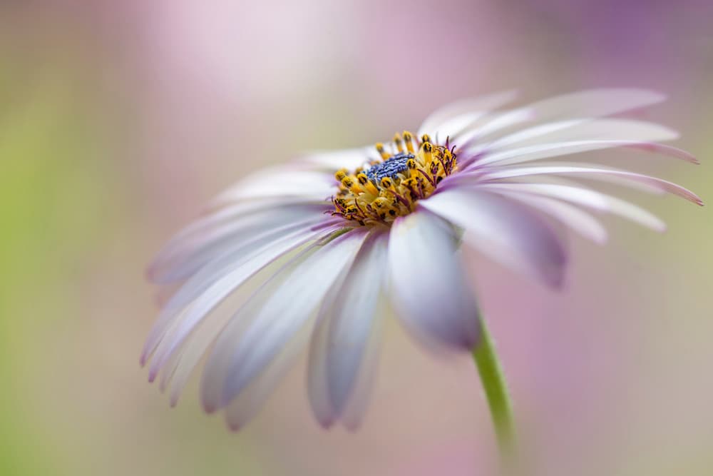 Soft Pastel Daisy Bloom by Jacky Parker — canvas wall art