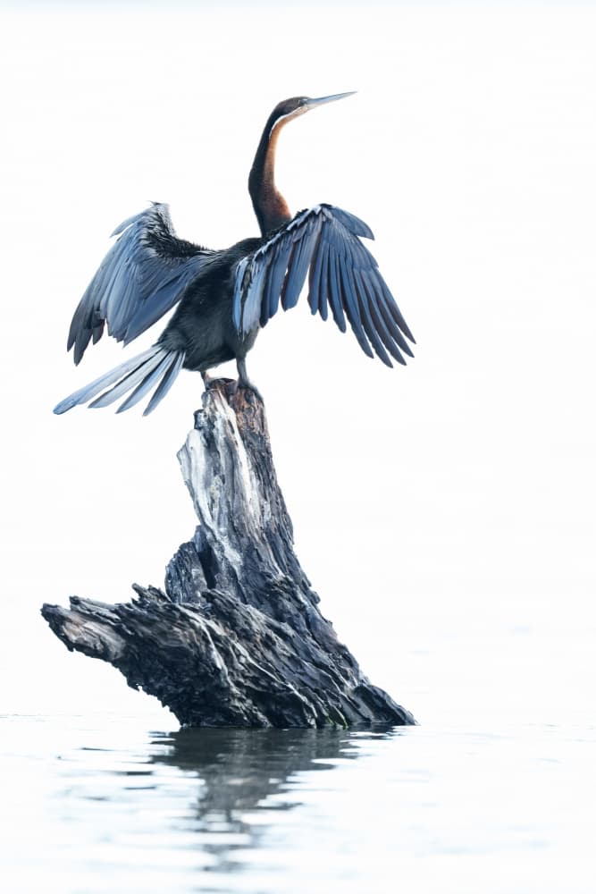 Anhinga Drying Wings by Etienne Steenkamp — canvas wall art