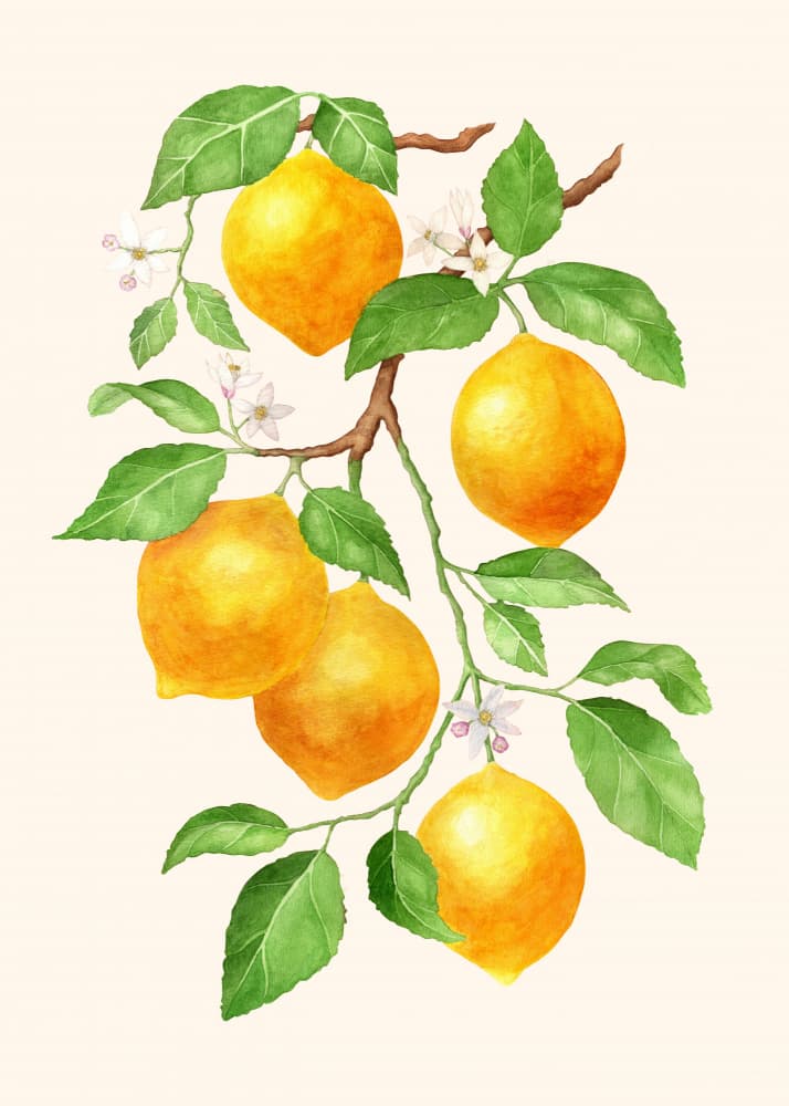Vibrant Lemon Branch by Maja Kjær — canvas wall art