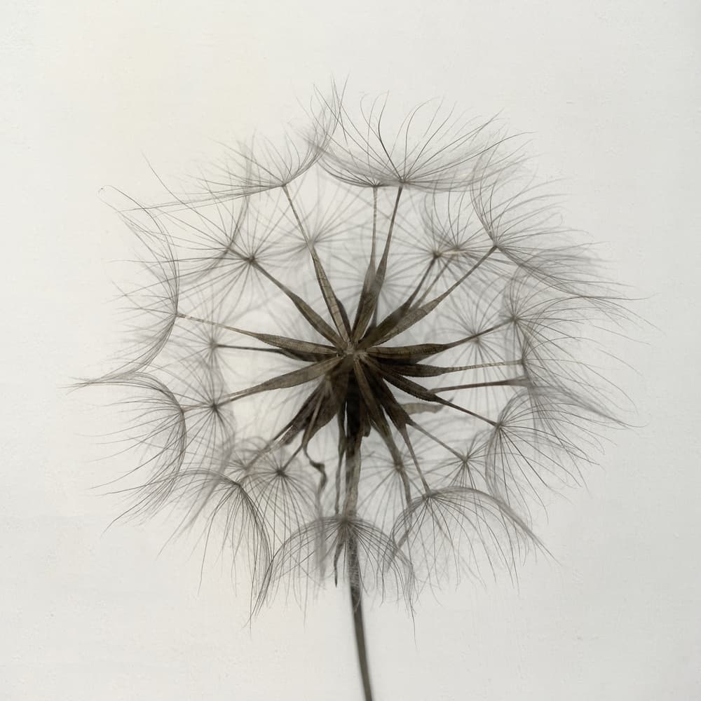 Delicate Dandelion Seed by Lotte Grønkjær — canvas wall art