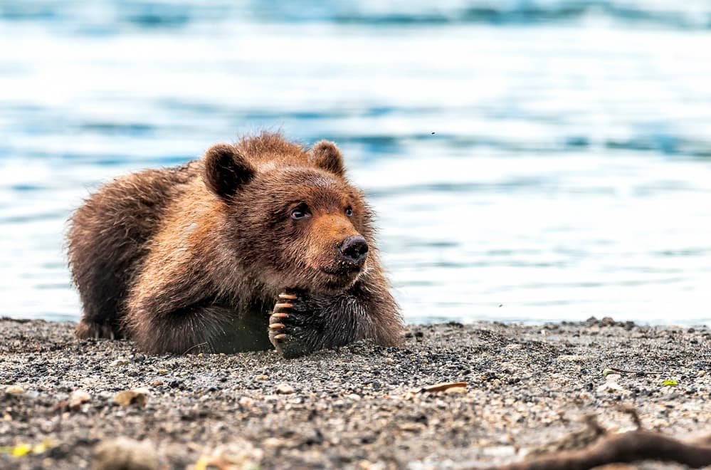 Pensive Bear Cub by Giuseppe DAmico — canvas wall art
